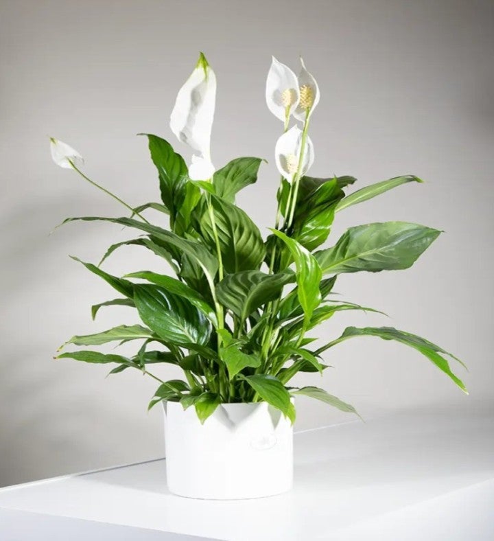 Spathiphyllum Plant