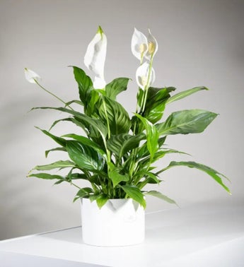 Spathiphyllum Plant