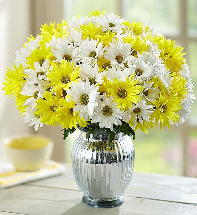 Yellow & White Daisies + Free Vase