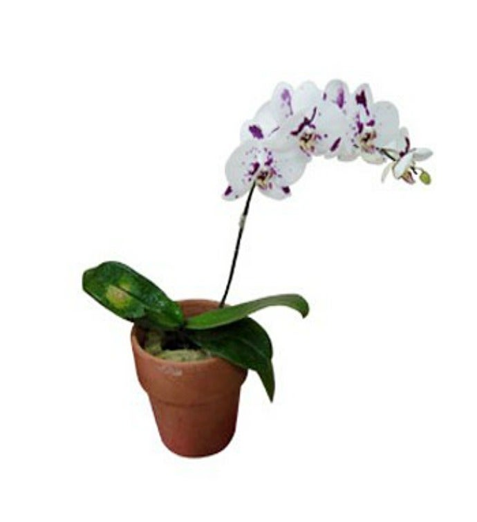 Peaceful Times Orchid