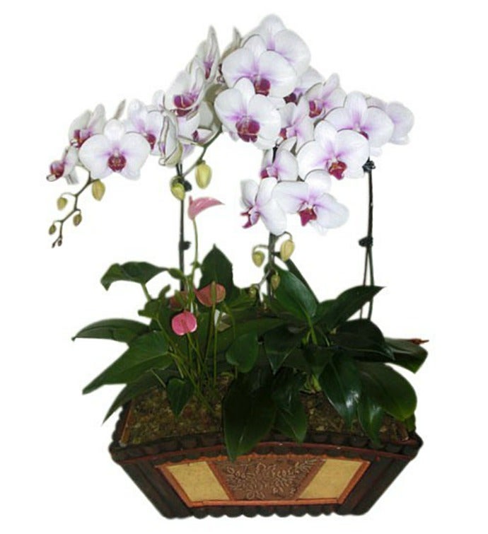 Send Flowers to Hong Kong I Flowers to Hong Kong I