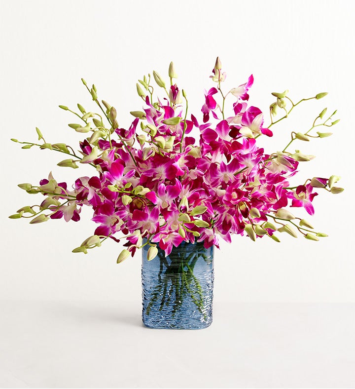 Exotic Breeze™ Orchids