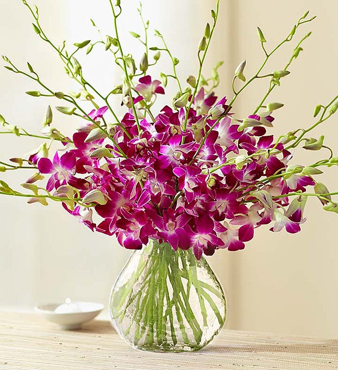 Exotic Breeze™ Orchids + Free Vase