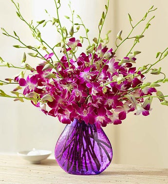 orchid flowers plants bouquets