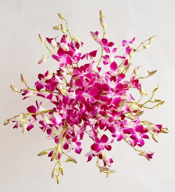 Exotic Breeze Orchids