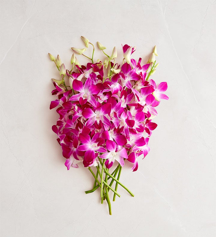Exotic Breeze™ Orchids