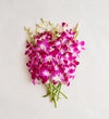Exotic Breeze™ Orchids