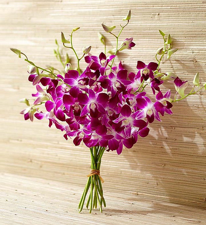 Exotic Breeze™ Orchids
