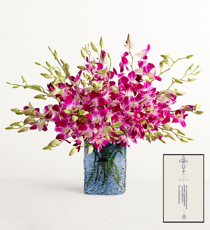 Sympathy Orchids | 1800Flowers