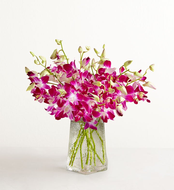 Sympathy Orchids