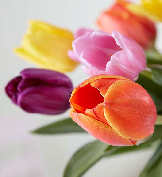 Assorted Tulips + Free Vase