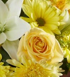 Healing Tears™ Yellow & White