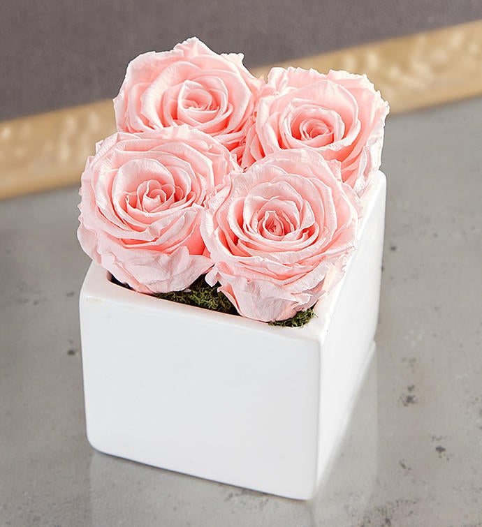 Preserved Pink Roses by Luxe Bloom® – Small