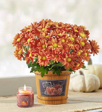 Pumpkin Patch Fall Mum