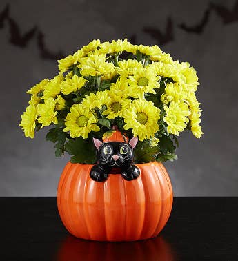 Playful Pumpkin Fall Mum