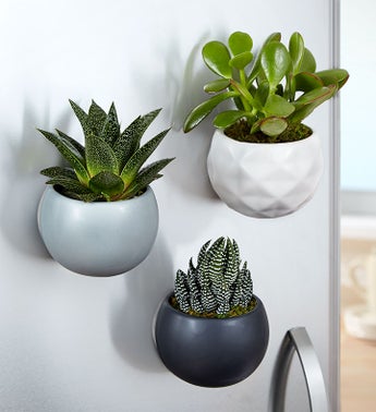 Magnetic Succulent Trio by Real Simple