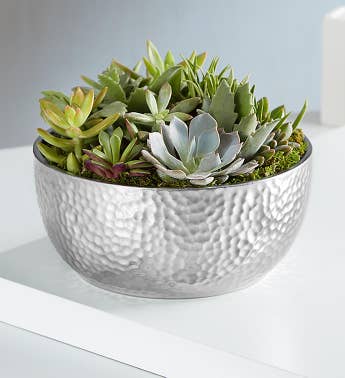 Grand Succulent Garden