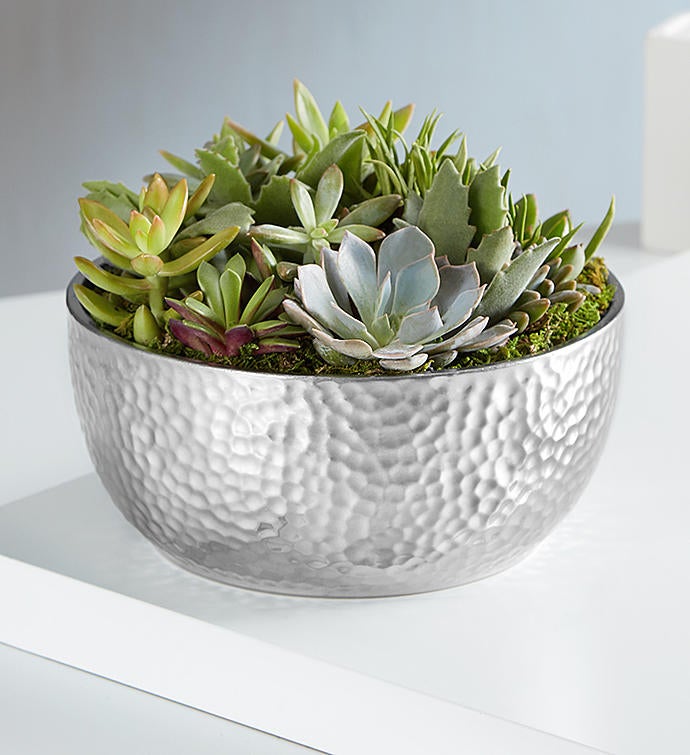 Grand Succulent Garden