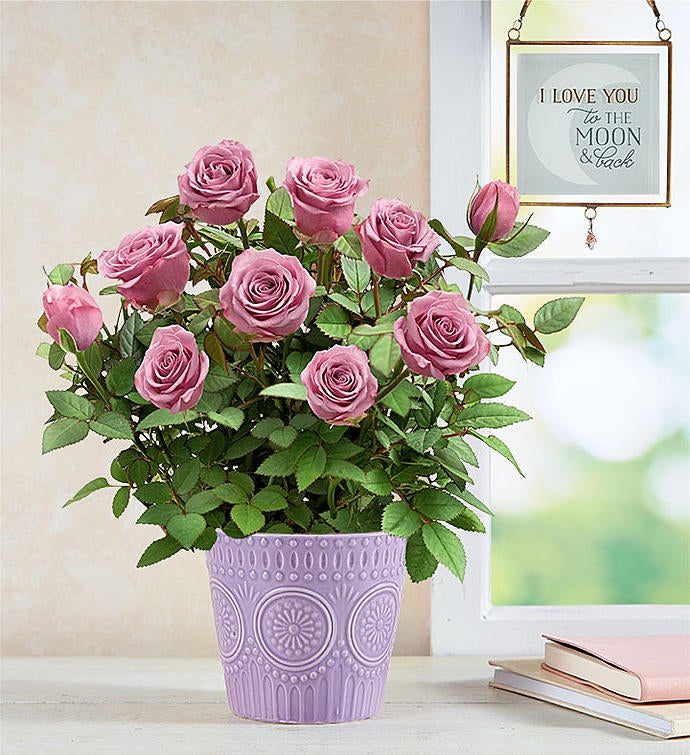 Lavish Lavender Rose Plant 157139 2680