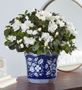 White Azalea by Southern Living