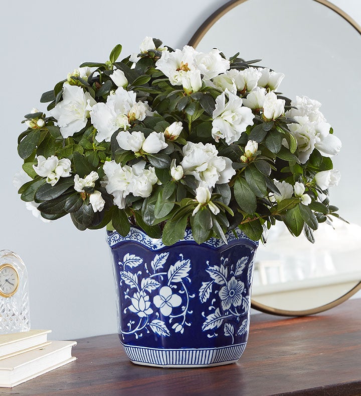 White Azalea by Southern Living®