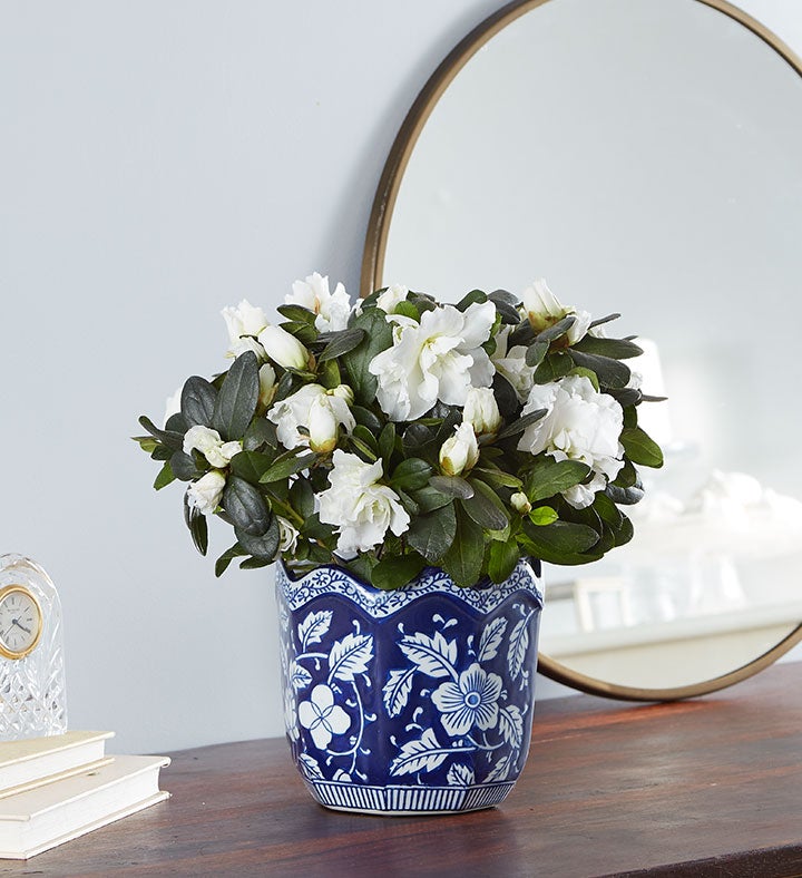 White Azalea for Southern Living® Sympathy