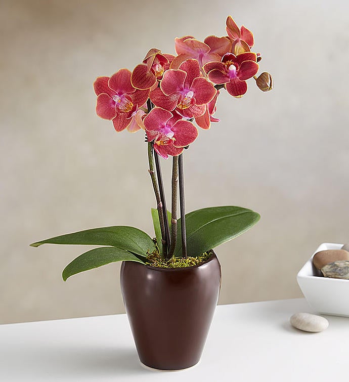 Mini Espresso Orchid