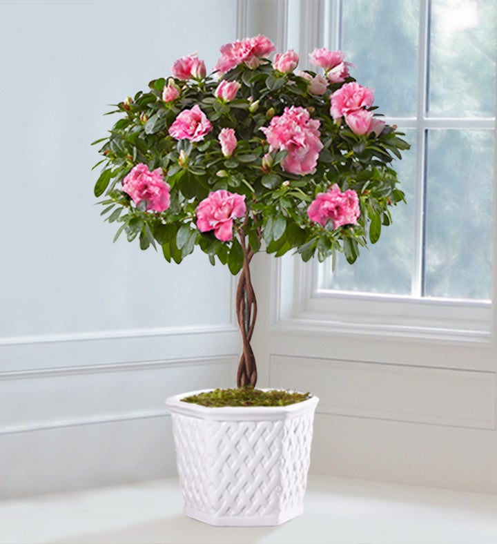 Azalea Topiary by Southern Living® | 1800Flowers.com - 157201