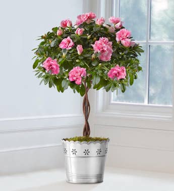 Azalea Topiary by Southern Living