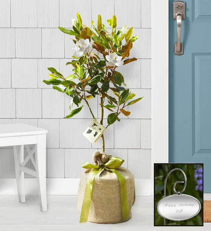 Magnolia Tree
