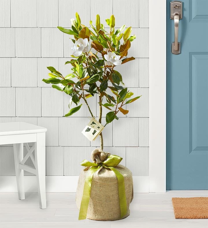 Magnolia Tree