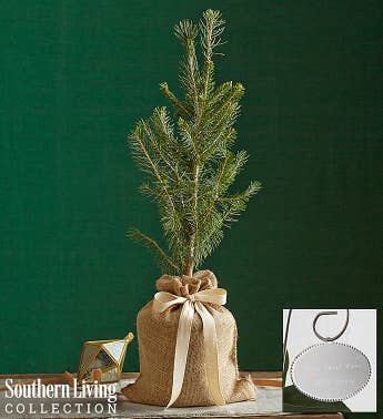 Colorado Blue Spruce Tree by Southern Living