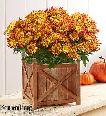 Point Pelee Fall Mum by Southern Living