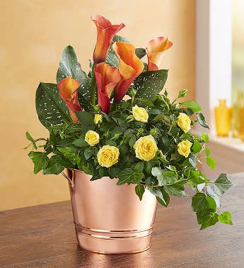 Dish Garden Plants Succulent Dish Gardens For Delivery 48Flowers Fascinating Dish Gardens Designs Dish Garden Plants Succulent Dish Gardens For Delivery 48Flowers Fascinating Dish Gardens Designs