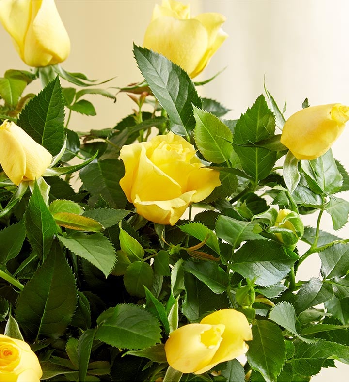 Sunshine Yellow Rose Plant