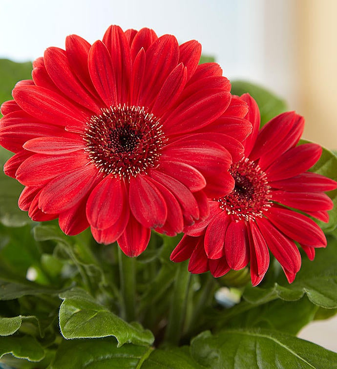 Hungry Caterpillar Gerbera Daisy 