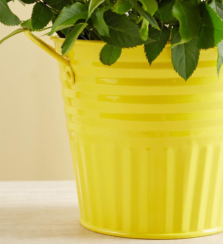 Sunshine Yellow Rose Plant