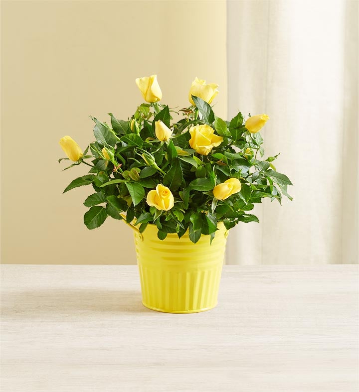 Sunshine Yellow Rose Plant