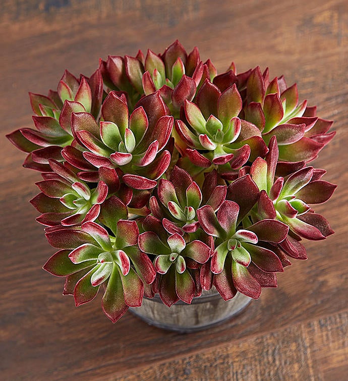 Devotion Echeveria