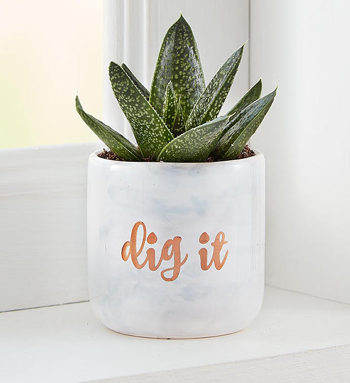 “Dig It” Succulent Trio