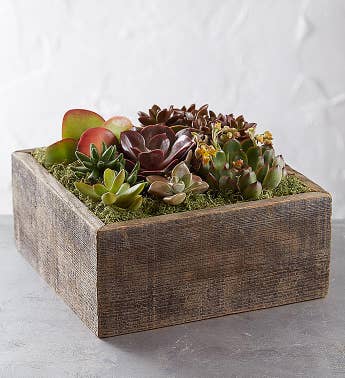 Succulent Centerpiece