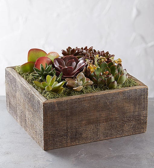 Succulent Centerpiece