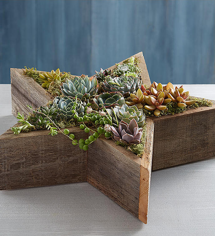Wood Star Succulent
