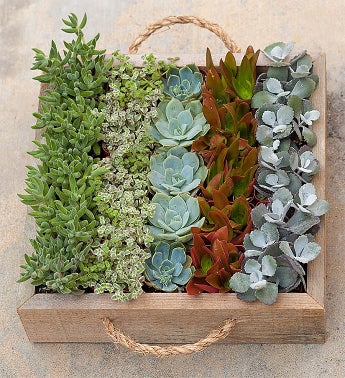 Succulent Garden Tray