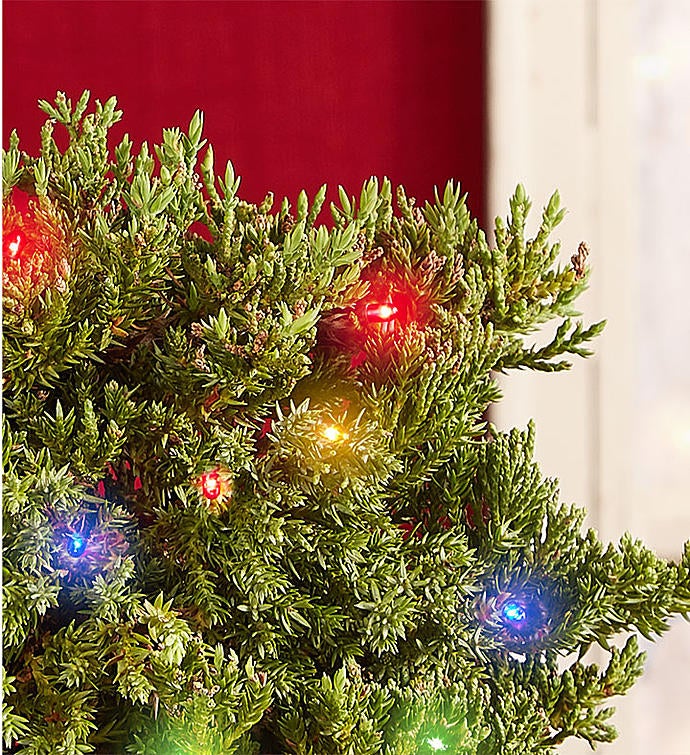 Merry Christmas Bonsai 157340