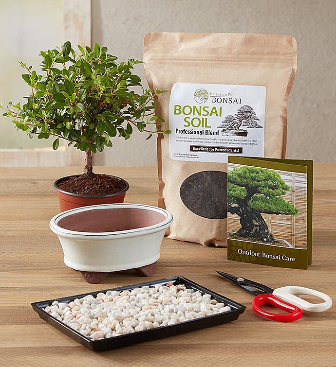 Bonsai Kit 157341