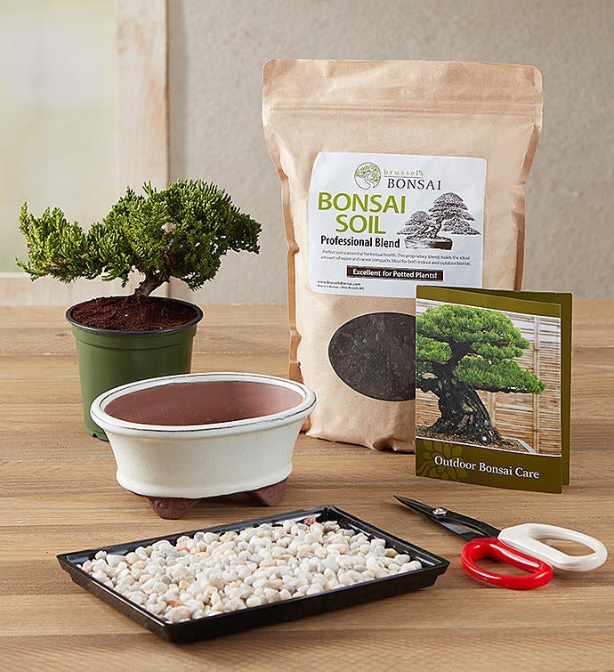 Bonsai Kit 157341