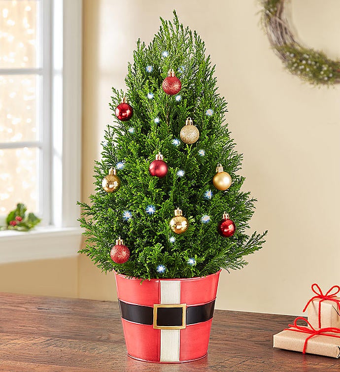 Santa's Surprise Cypress Tree