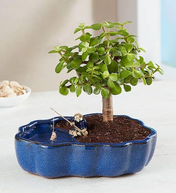 Zen Reflections Bonsai