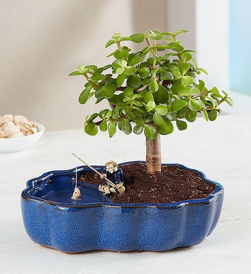 Zen Reflections Bonsai